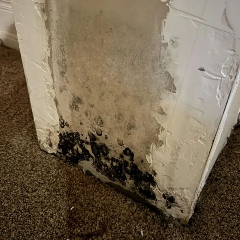 Professional Mold Removal in Taylor, NE